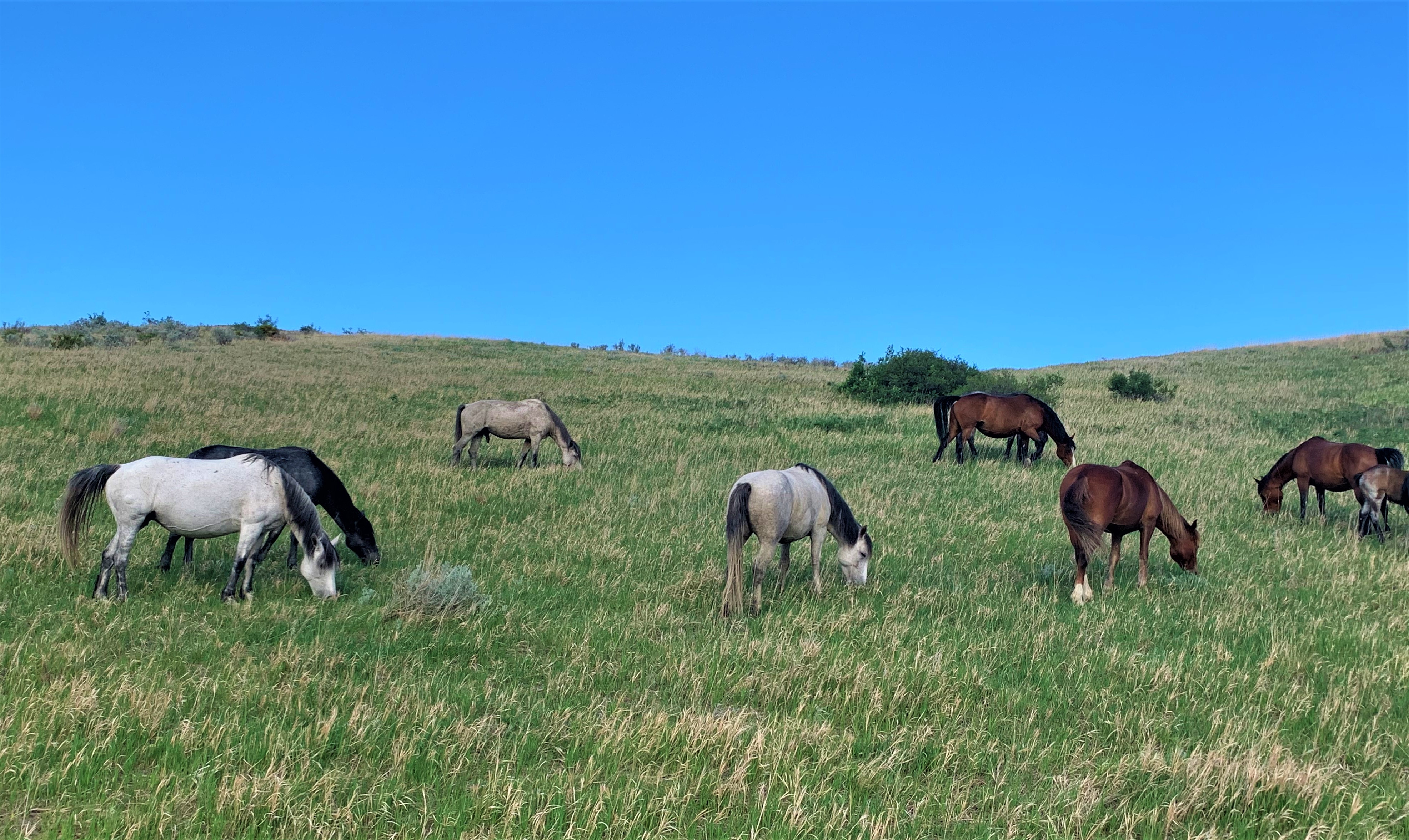 Theodore Roosevelt NP